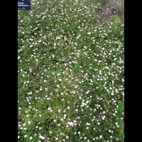 Erigeron Karvinskianus (fam Asteracees) (Am. du nord) (1)